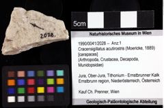 Foto (Objket + Etiketten) von Cracensigillatus acutirostris (Moericke, 1889) 